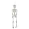 20" Jointed Skeleton Hanging Halloween Decoration